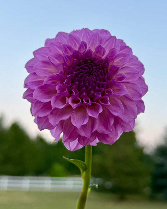 20th Ave Pure Prince