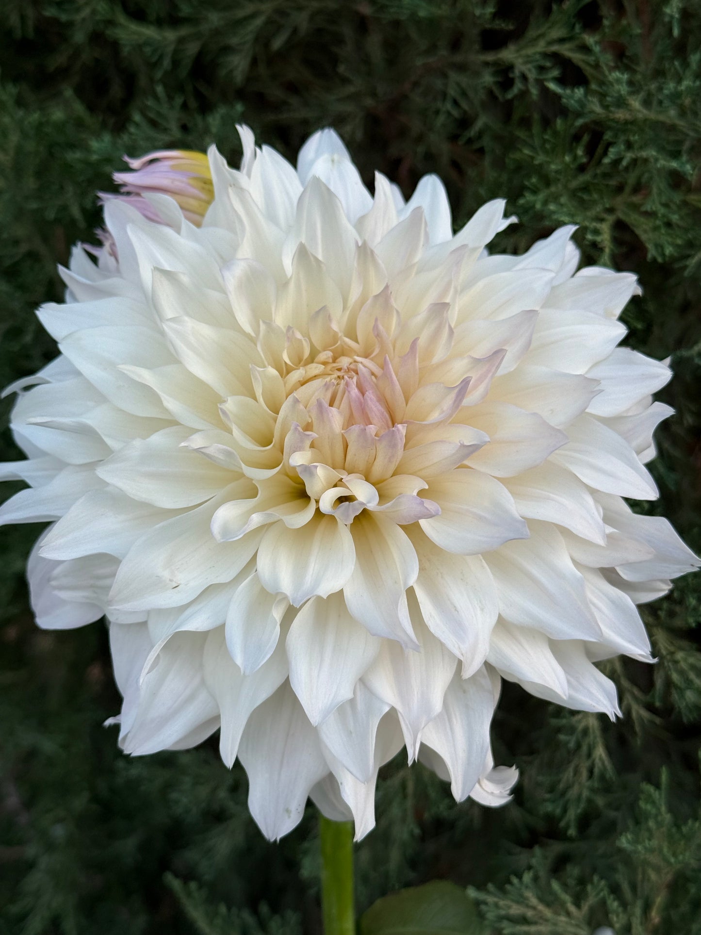 KA's® Chiffon