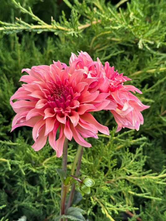 River's Can't Elope-Cutting