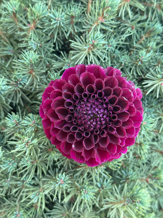Irish Blackberry