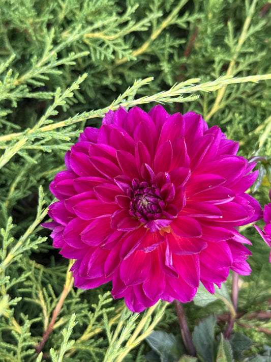 Sandia Nocturne (Limit 1)