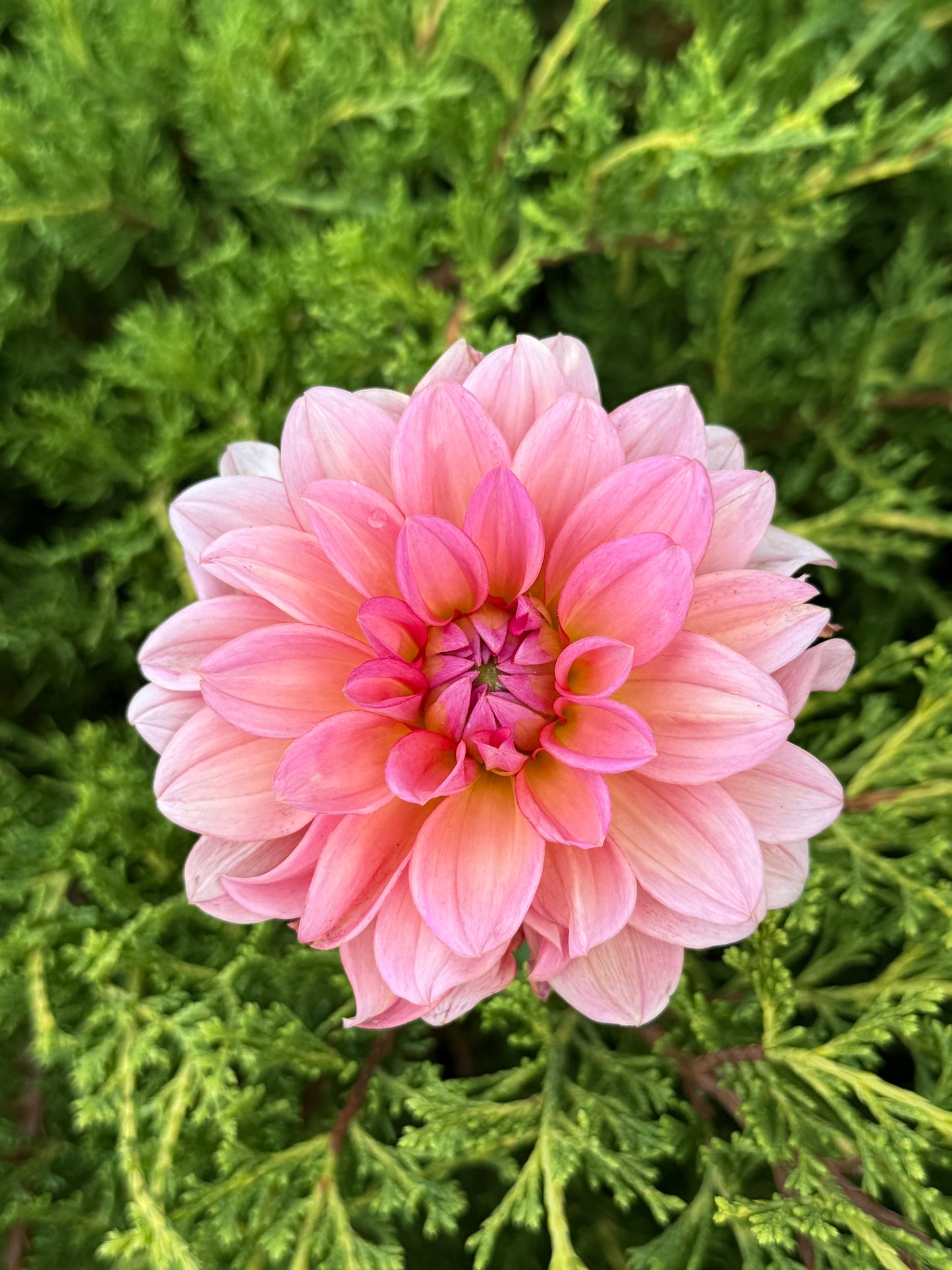 Dutch Pearl