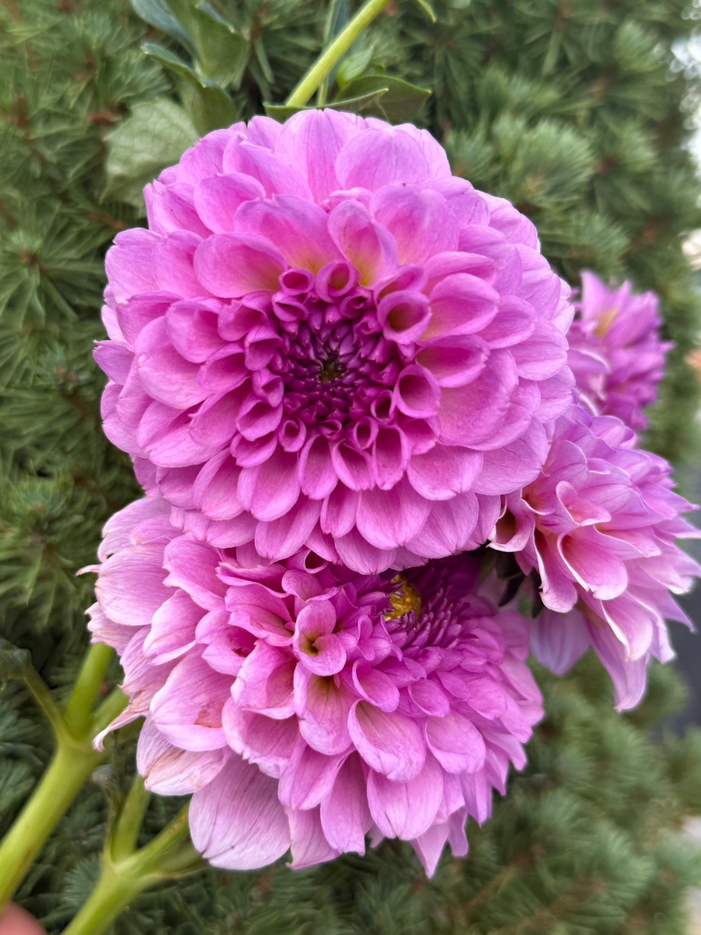 Ferncliff Pincushion