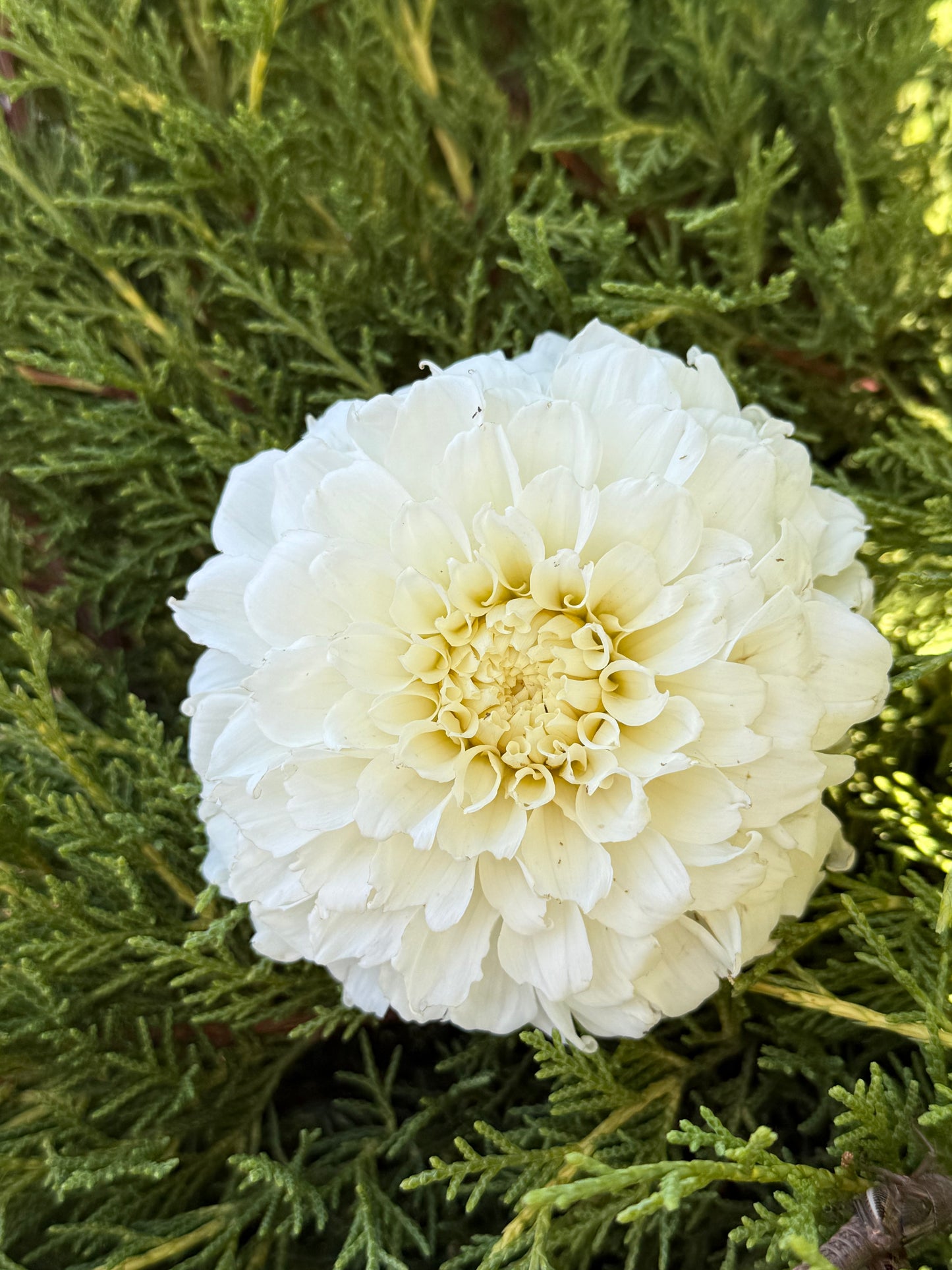 Irish Ruffles