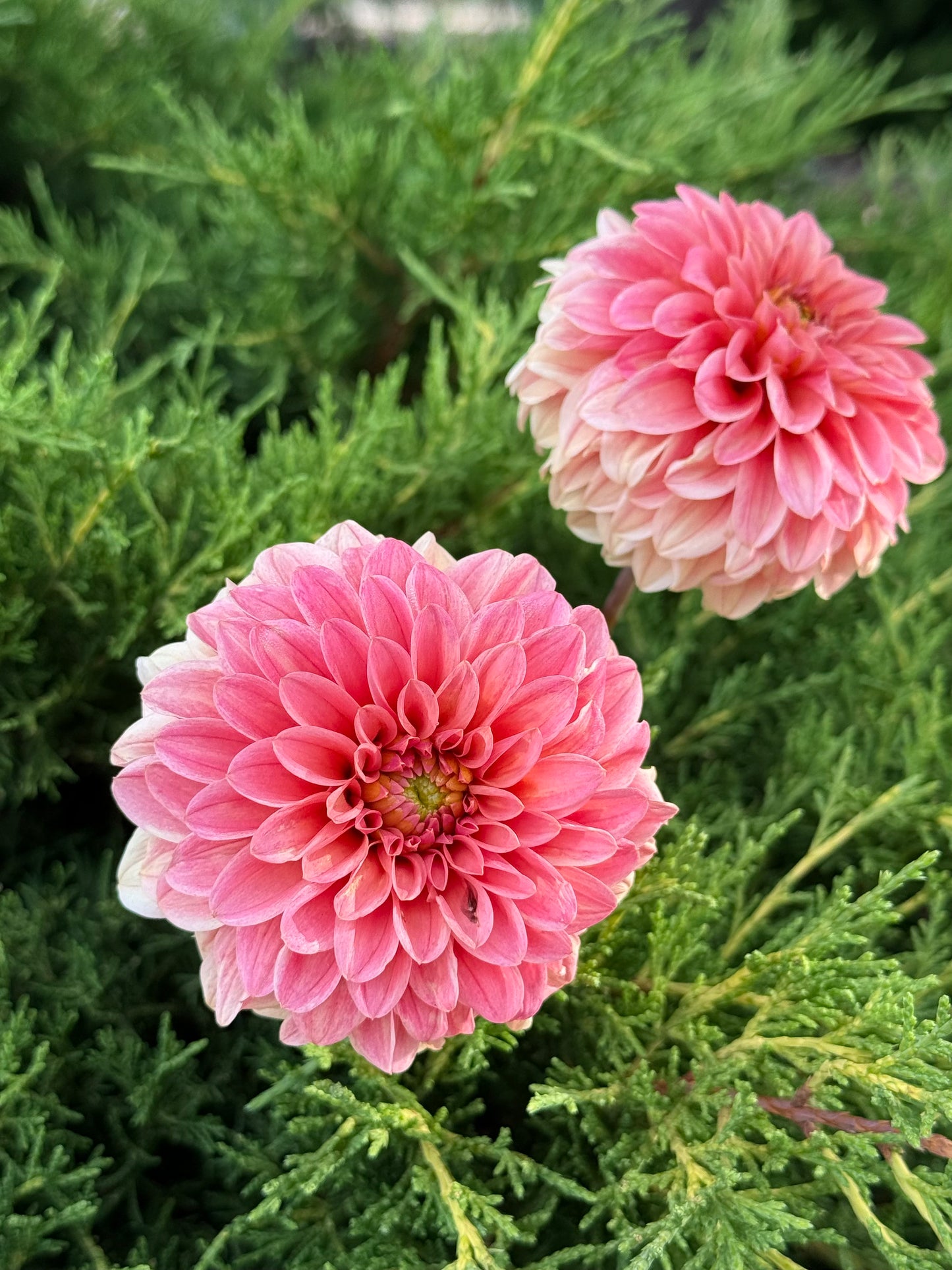 KA's® Guava