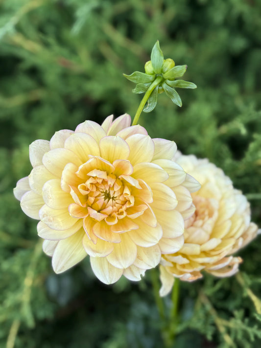 Hollyhill Serenity (Limit 1)