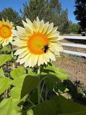 Sunflower Bouquet