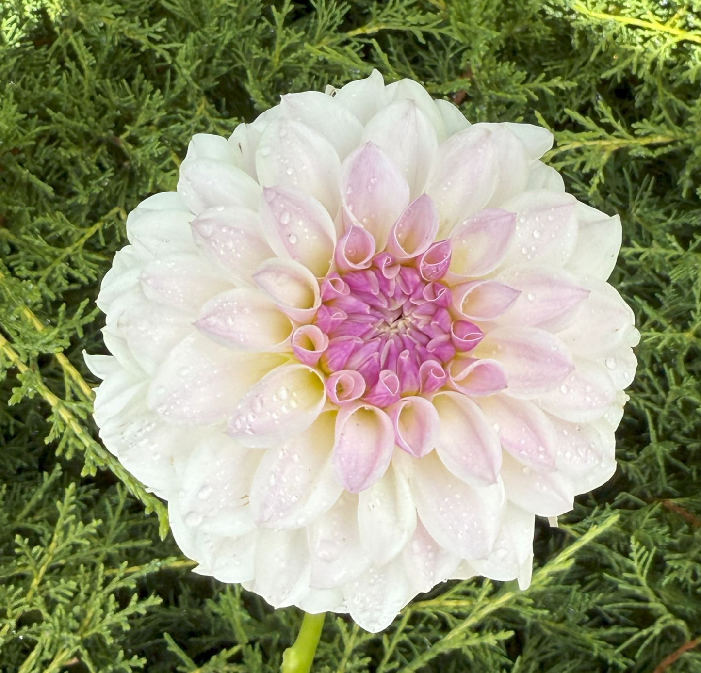 Tahoma Kelli